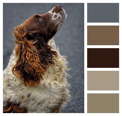 Dog Spaniel English Springer Spaniel Image